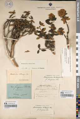 LE 01081575