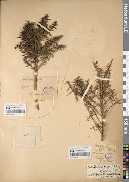 LE 01219271