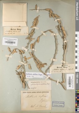 LE 01038786