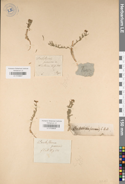 LE 01038827