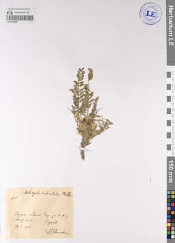 LE 01206080