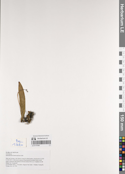 LE 01170146