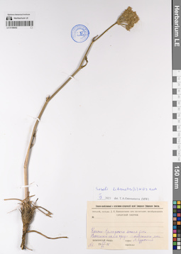 LE 01199452