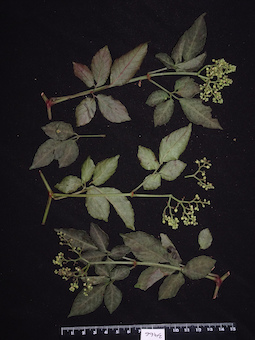 LE 01123810