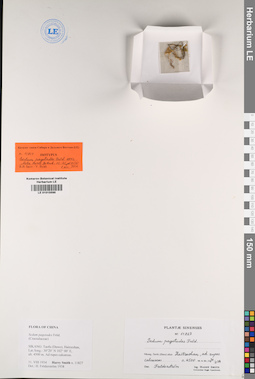 LE 01015595