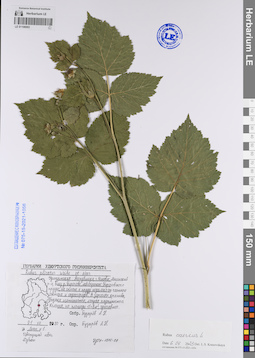 LE 01106993
