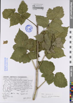 LE 01106997