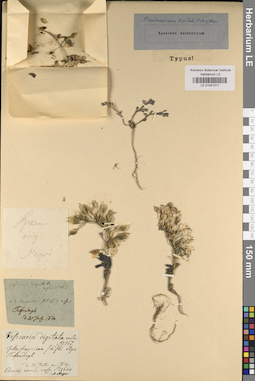 LE 01041311