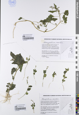 LE 01195133
