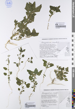 LE 01195160