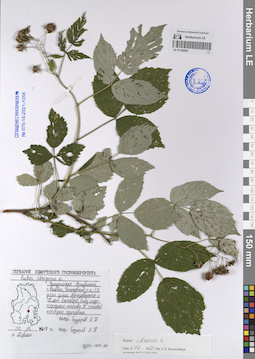 LE 01106995