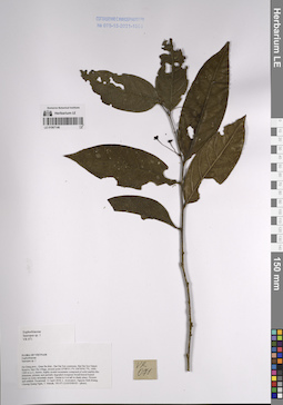LE 01067146