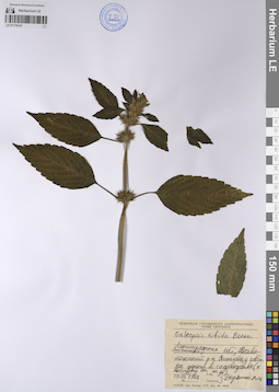 LE 01178147