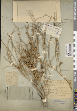 LE 01248296