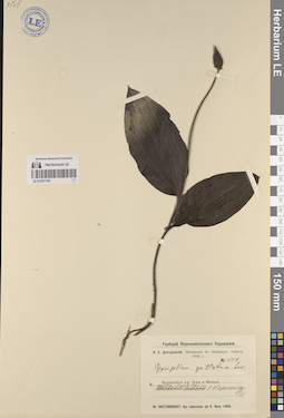 LE 01251155