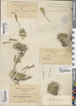 LE 01261036