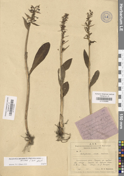LE 01032681