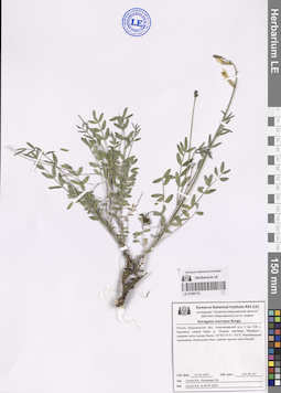 LE 01060119