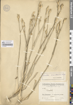 LE 01261903
