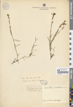 LE 01261921