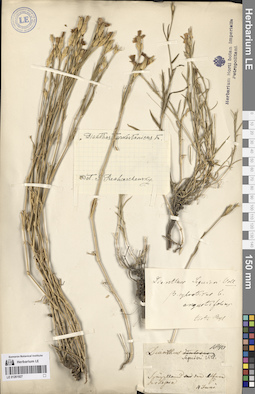 LE 01261927
