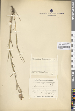 LE 01261929
