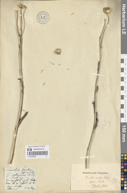 LE 01261960