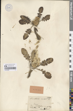 LE 01261967