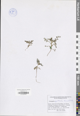 LE 01037075