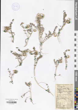 LE 01037097