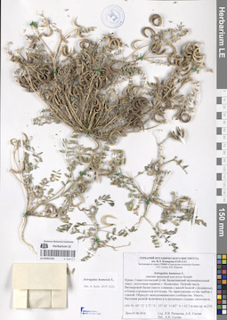 LE 01052142