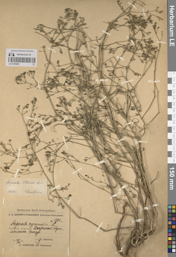 LE 01205055