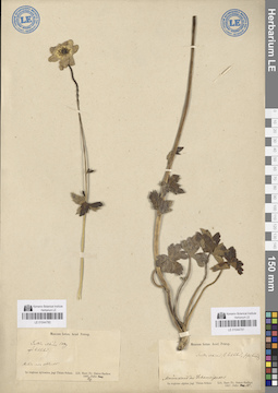 LE 01044781