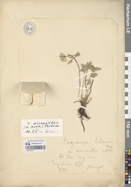 LE 01070737