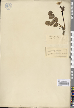 LE 01264068