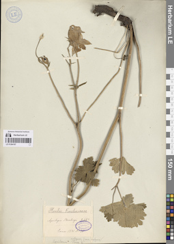 LE 01264187