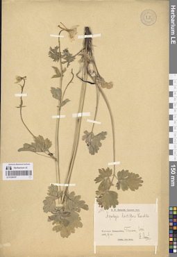 LE 01264197