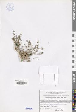LE 01037073