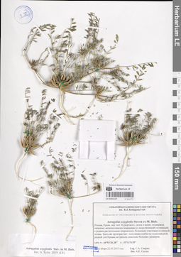 LE 01052137