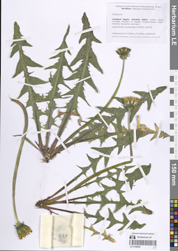 LE 01256926