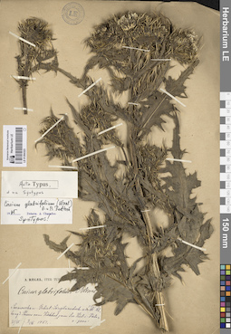LE 01264323