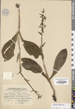 LE 01033062