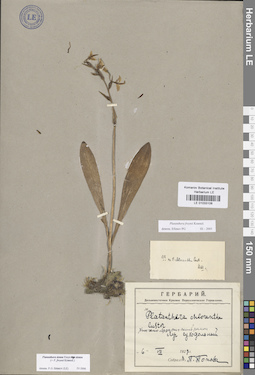 LE 01033106