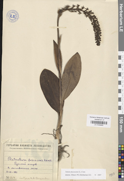 LE 01033453