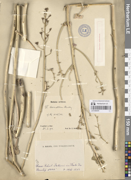 LE 01264479