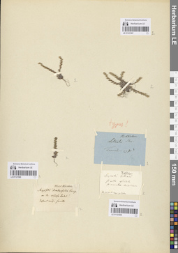 LE 01121506