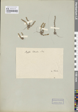 LE 01121511