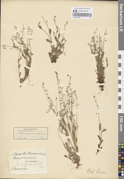 LE 01121526