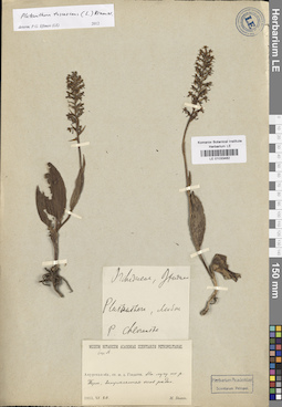 LE 01033482
