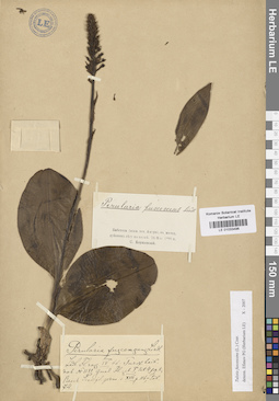 LE 01033496